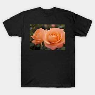 Peach roses in bloom T-Shirt